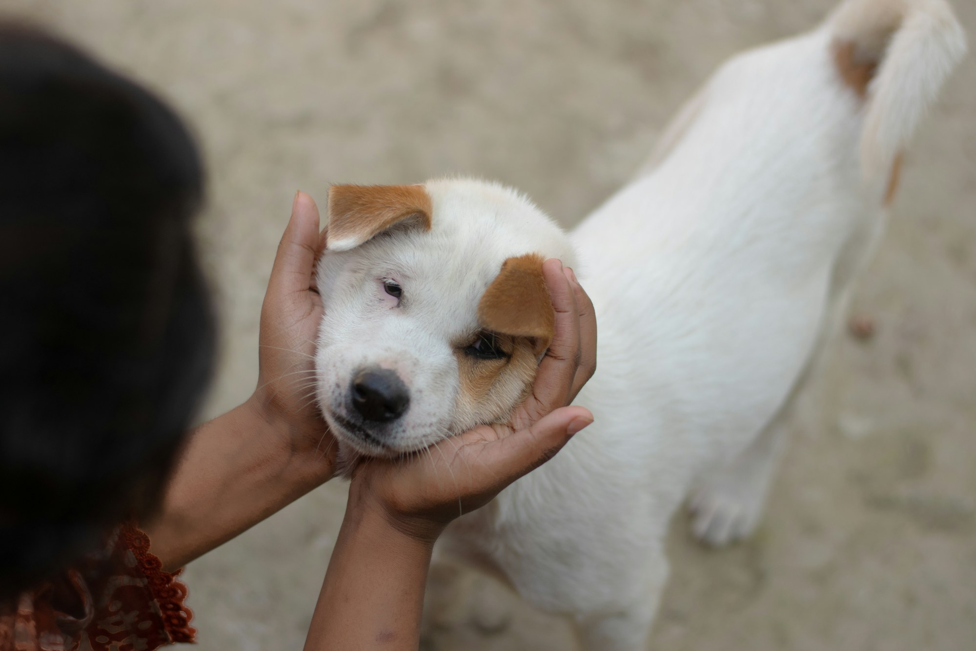 Worried about grooming? So are plenty of dogs.