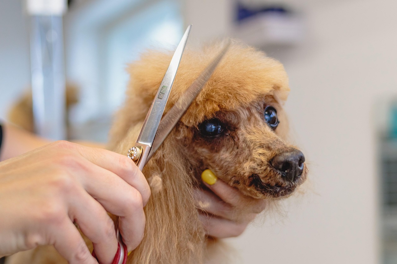 Full groom