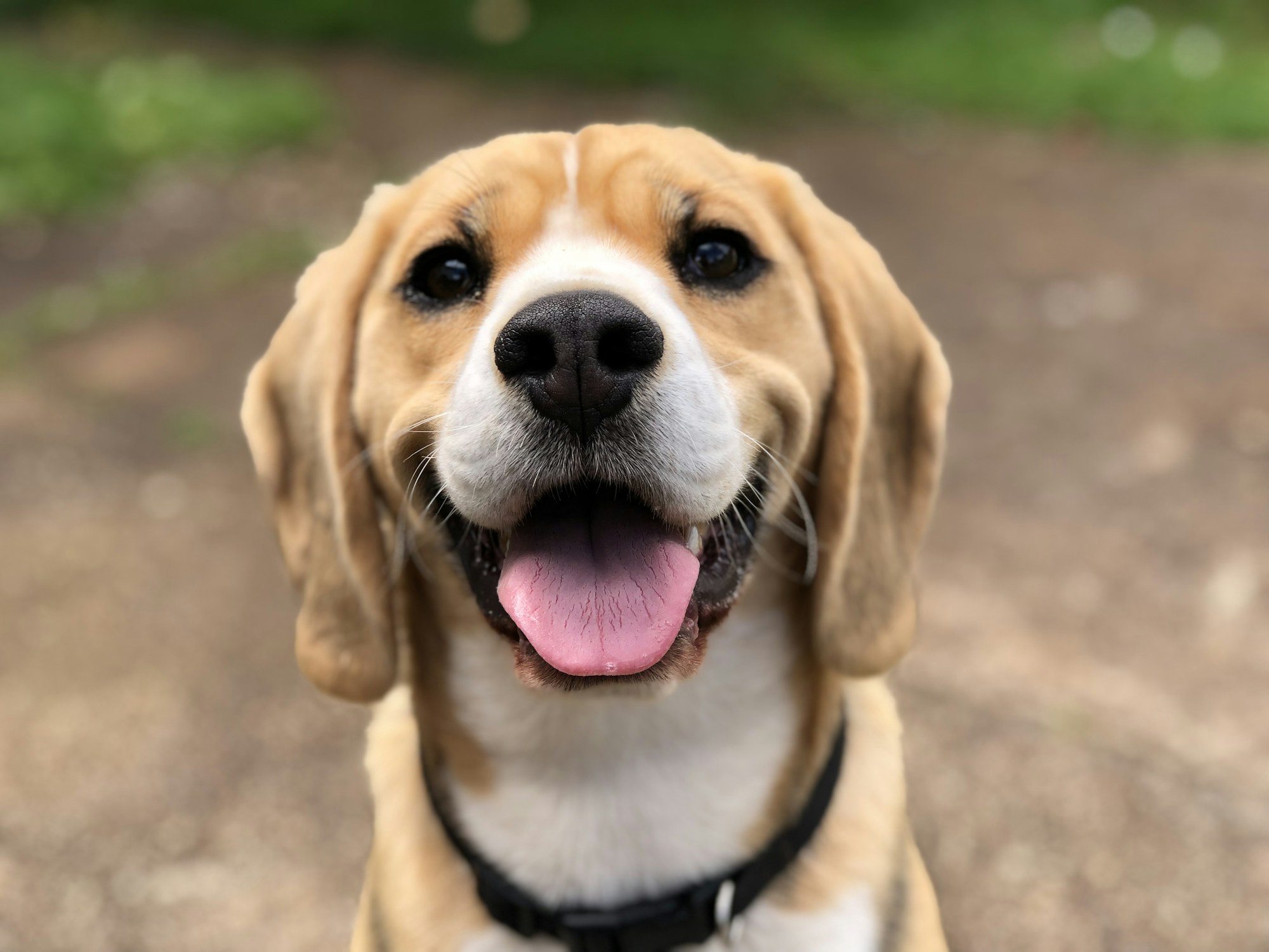 Emmi-Pet teeth cleaning