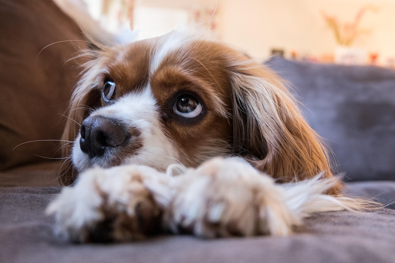 Calm grooms for nervous dogs