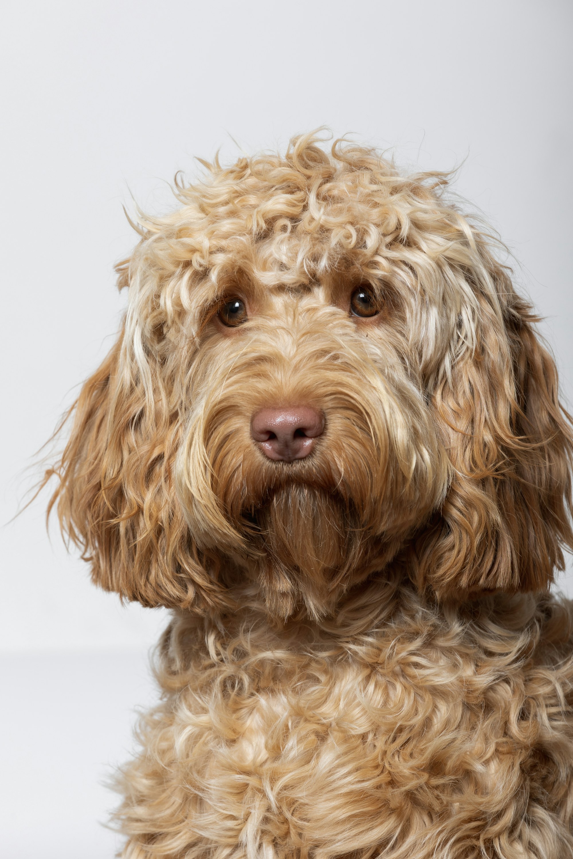 Fresh, fluffy, happy dogs, groomed calmly in Seacroft